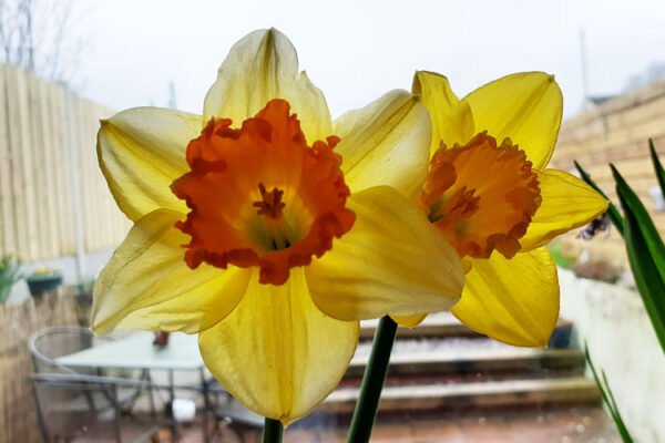 Irish Cancer Society seeks support for the most important Daffodil Day ever