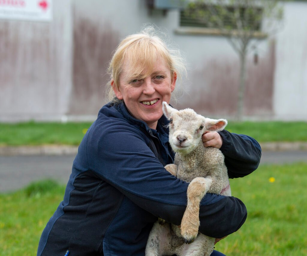 Dehydrated and malnourished lamb rescued from private house - Drogheda Life