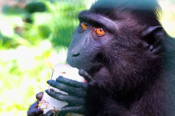 Animals at Tayto Park enjoy cool treats in the sun
