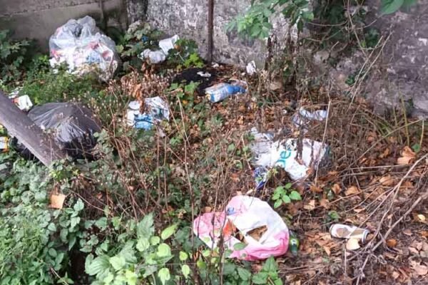 A stroll in Drogheda becomes a walk on the wild side