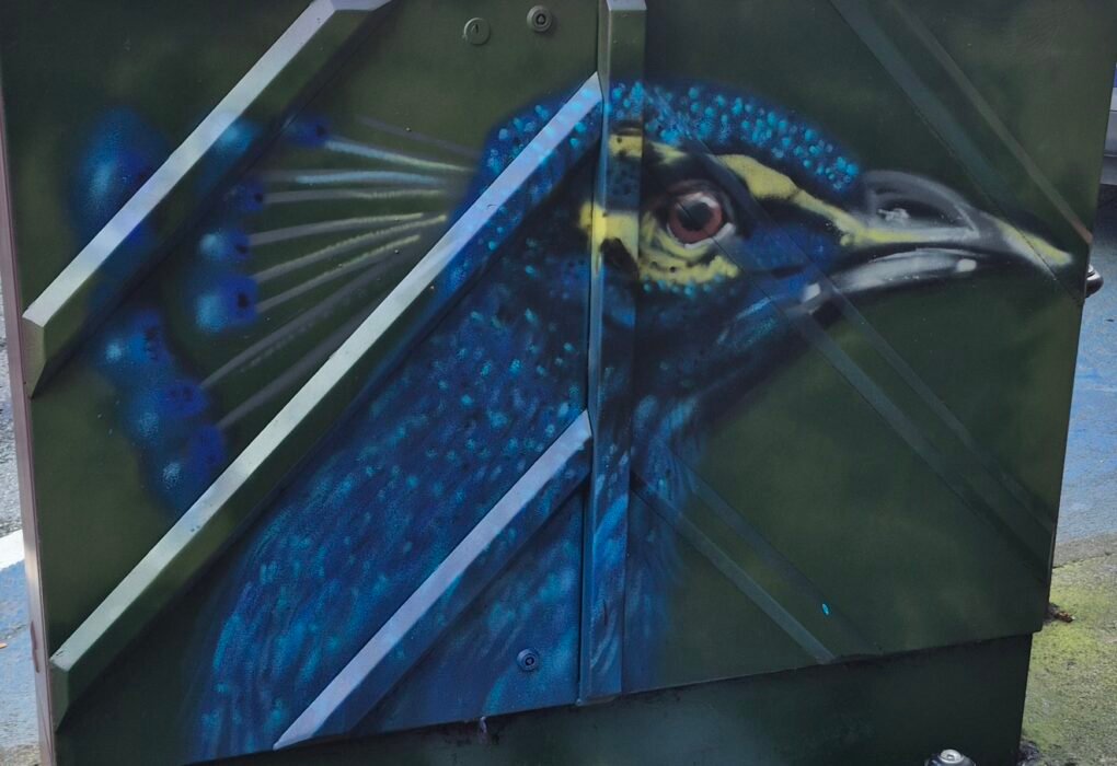 Peacock artwork painted on an electrical box in Drogheda town centre