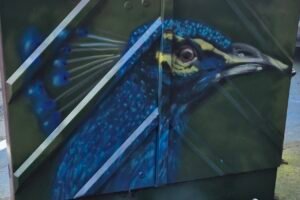 Peacock artwork painted on an electrical box in Drogheda town centre