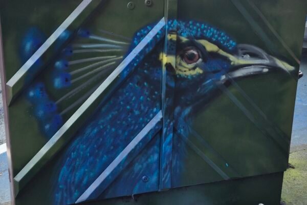 Peacock artwork painted on an electrical box in Drogheda town centre